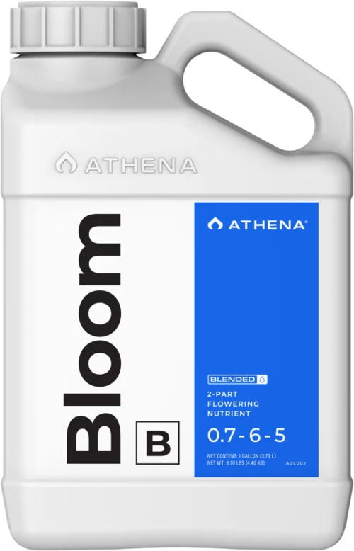 Athena Bloom B