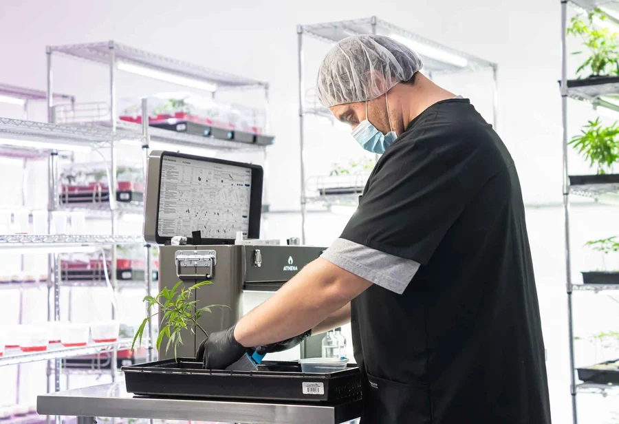 Athena tissue culture in the propagation lab