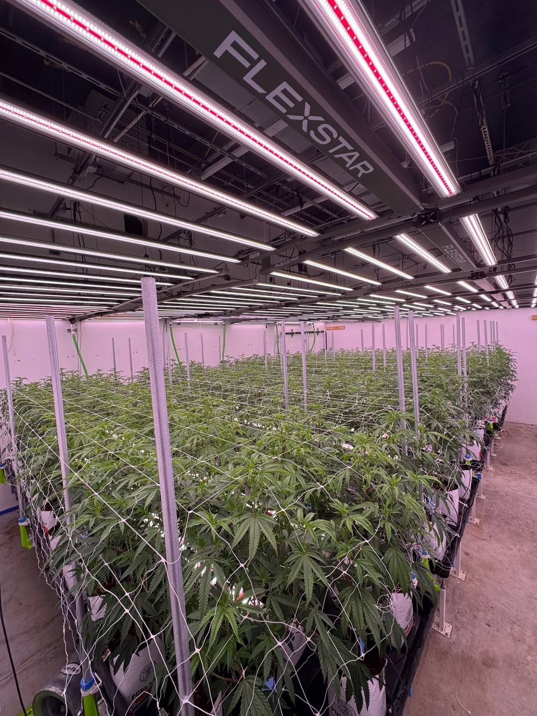 Flexstar Redline LED grow lights in commercial cultivation facility