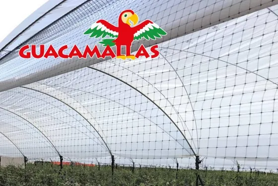 Malla antipájaros GUACAMALLAS sobre un campo de arándanos