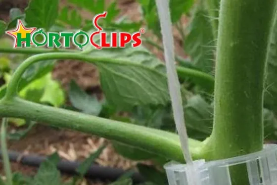 Clip para trellis HORTOCLIPS sujeto a un tallo de tomate