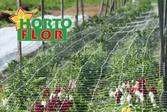 Malla de soporte floral HORTOFLOR sobre una cama de flor de corte