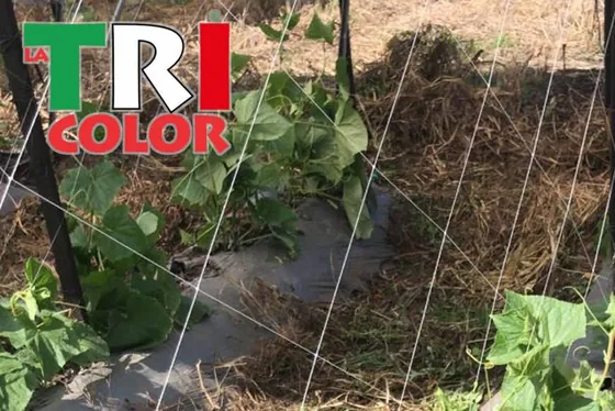 Malla de entutorado LA TRICOLOR sosteniendo una hilera de pepinos