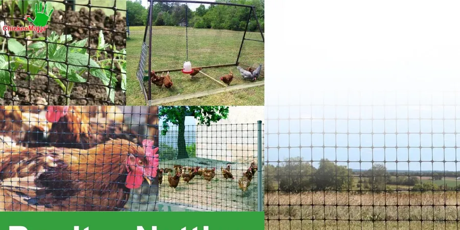 CHICKENMALLA in use &mdash; 1 of 4