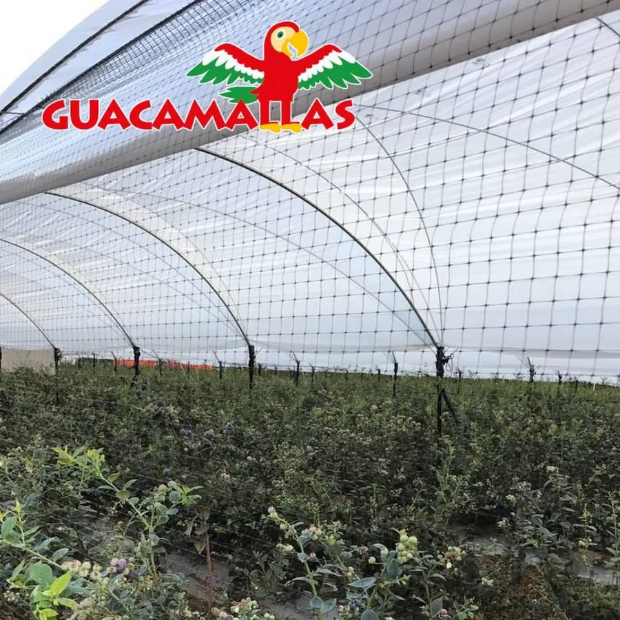 GUACAMALLAS in use &mdash; 2 of 4