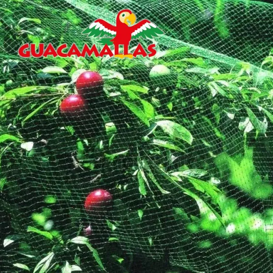 GUACAMALLAS in use &mdash; 4 of 4