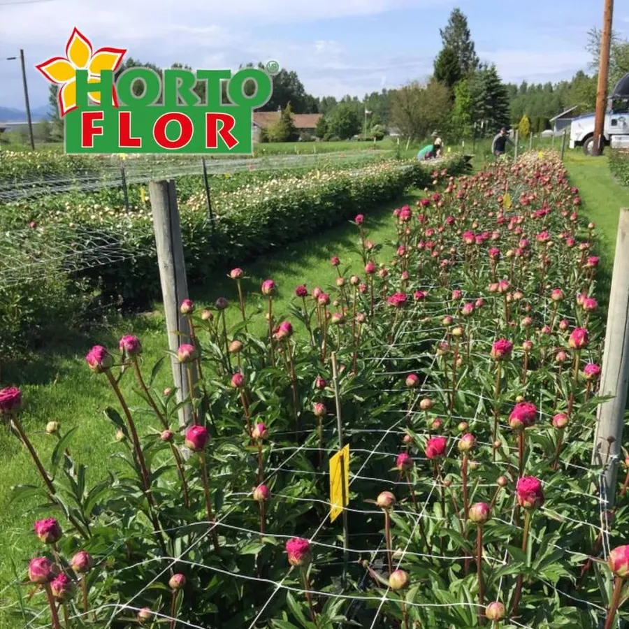 HORTOFLOR in use &mdash; 3 of 4
