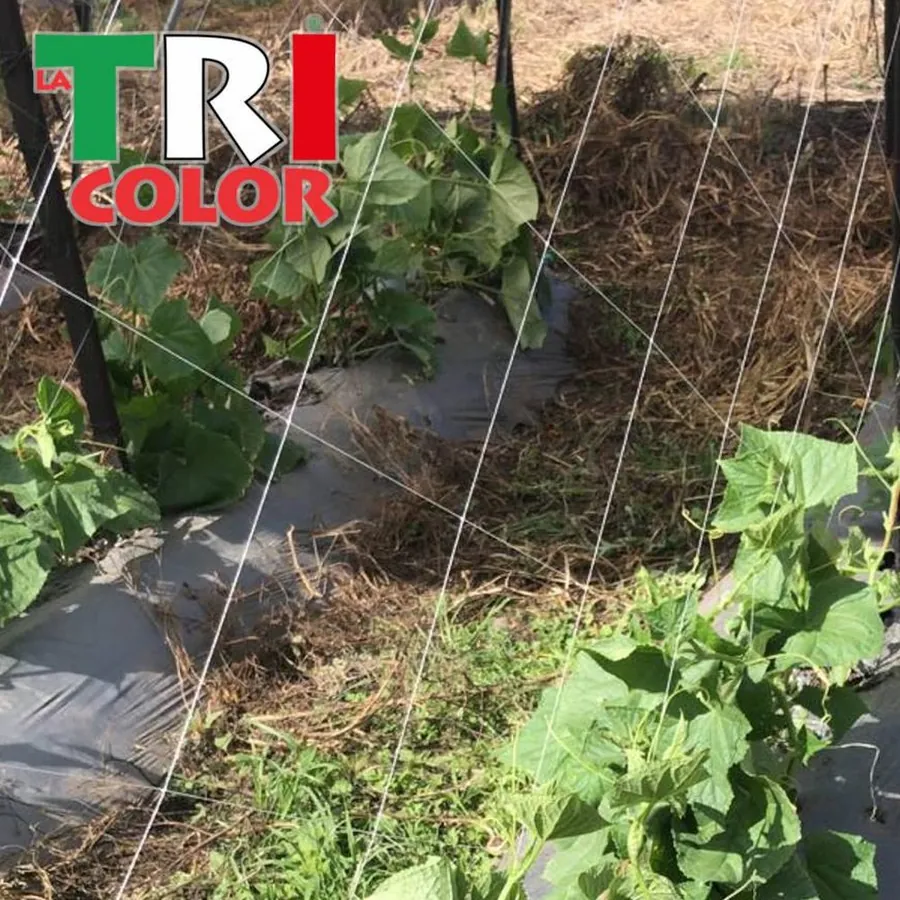 LA TRICOLOR in use &mdash; 1 of 4