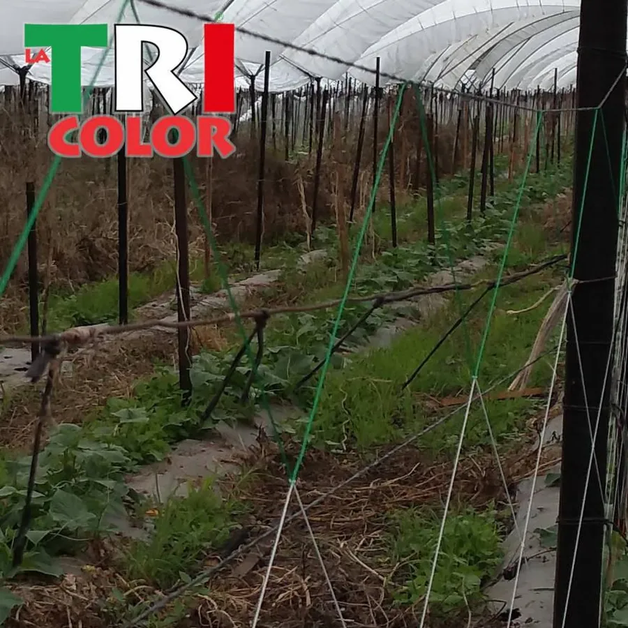 LA TRICOLOR in use &mdash; 2 of 4