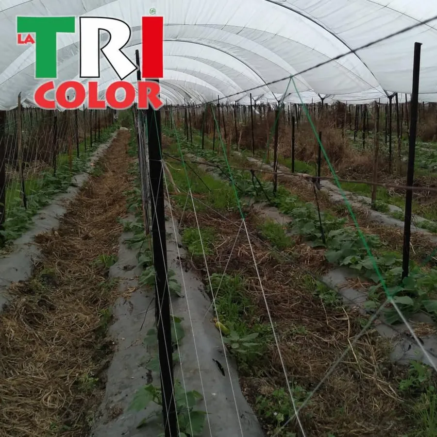 LA TRICOLOR in use &mdash; 3 of 4