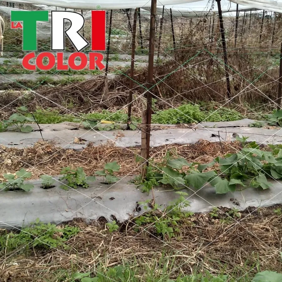 LA TRICOLOR in use &mdash; 4 of 4