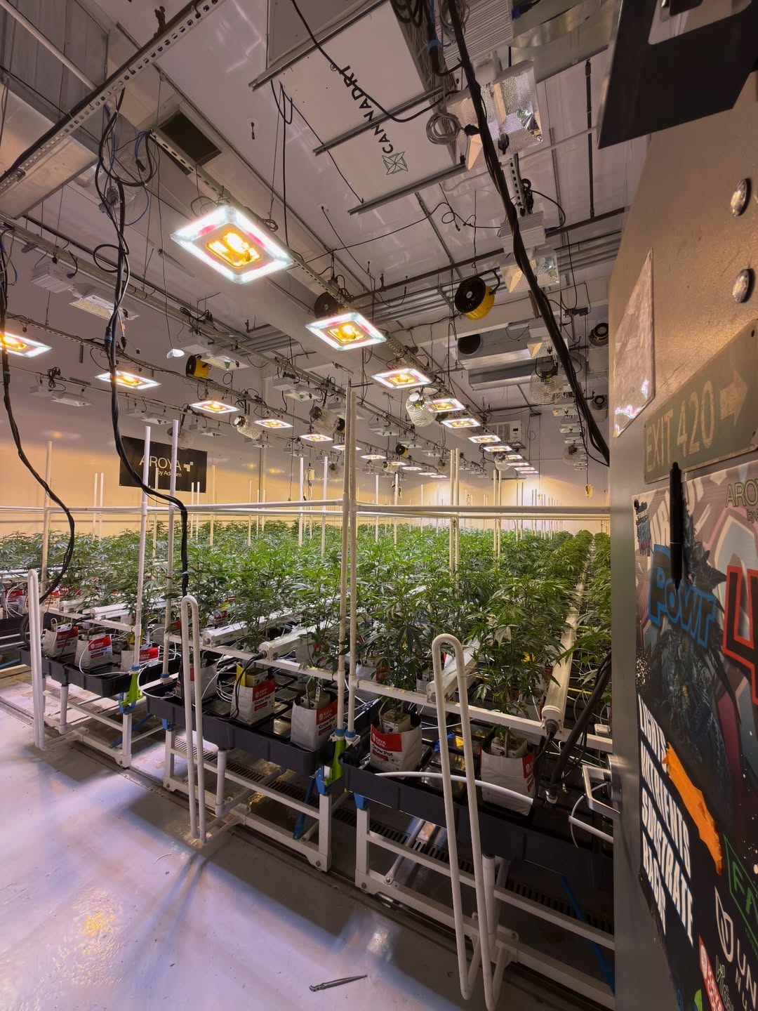 Matrix LED grow lights illuminating commercial cultivation facility