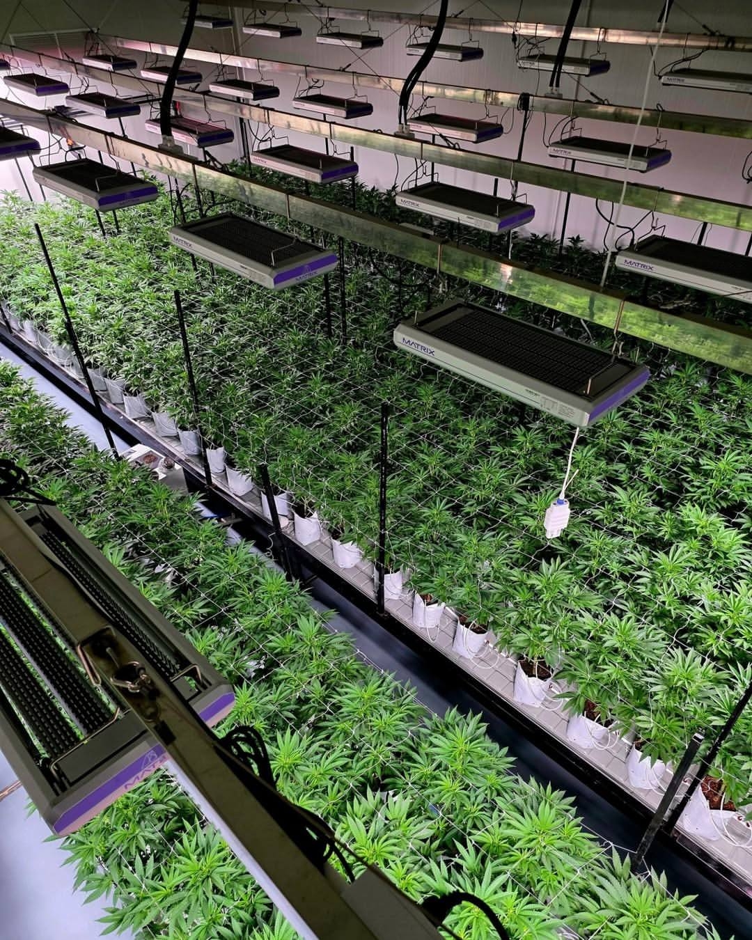 Matrix VEGA LED grow lights in commercial cultivation facility