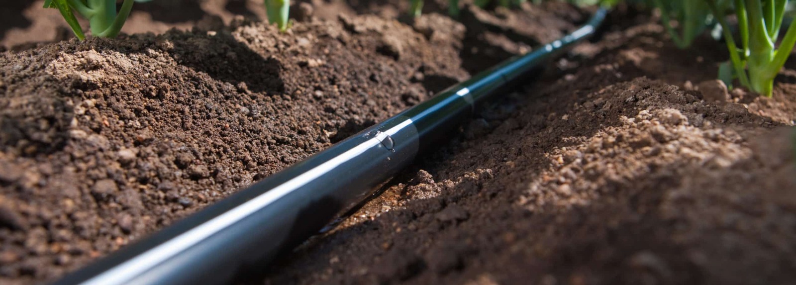 Drip irrigation line in soil