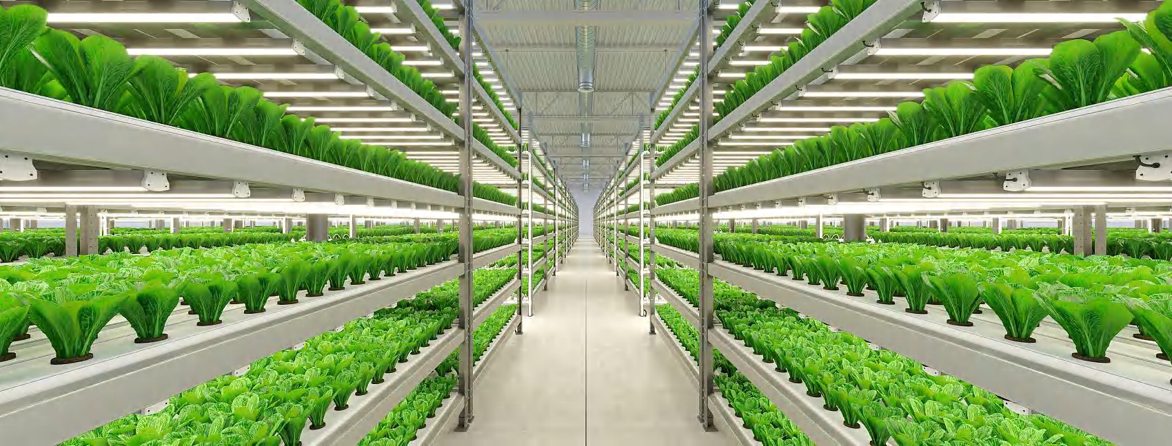 Cultivation Rooms
